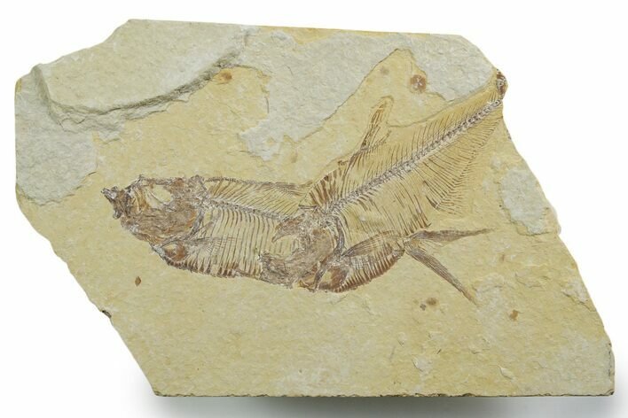 Plate of Two Fossil Fish (Diplomystus) - Wyoming #349595